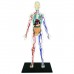 Об'ємна анатомічна модель 4D Master Тіло людини прозоре
