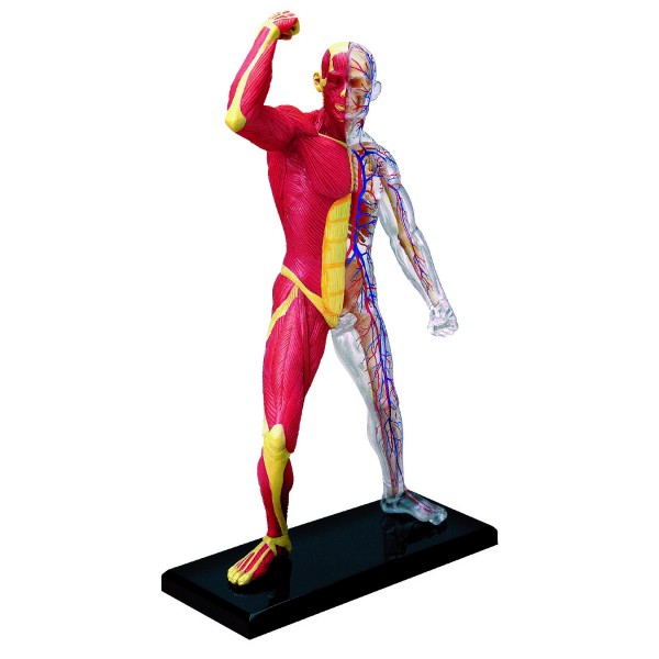 Об'ємна анатомічна модель 4D Master М'язи та скелет людини