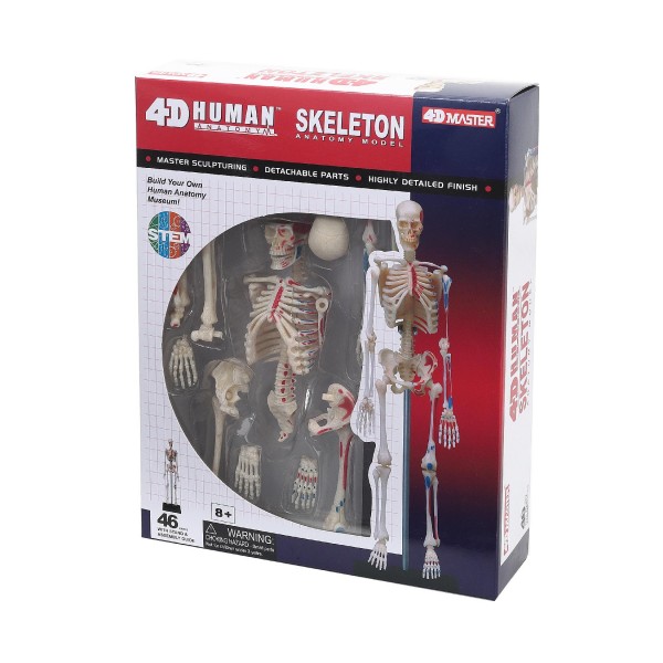 Об'ємна анатомічна модель 4D Master Скелет людини