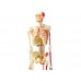 Об'ємна анатомічна модель 4D Master Скелет людини