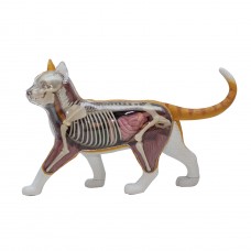 Об'ємна анатомічна модель 4D Master Кіт рудий таббі