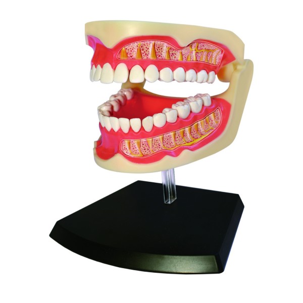 Об'ємна анатомічна модель 4D Master Зубний ряд людини