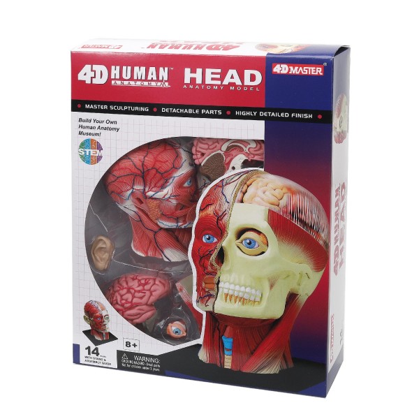 Об'ємна анатомічна модель 4D Master Голова людини