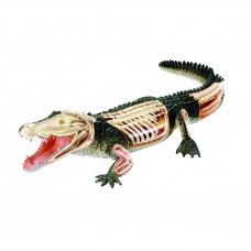 Об'ємна анатомічна модель 4D Master Крокодил